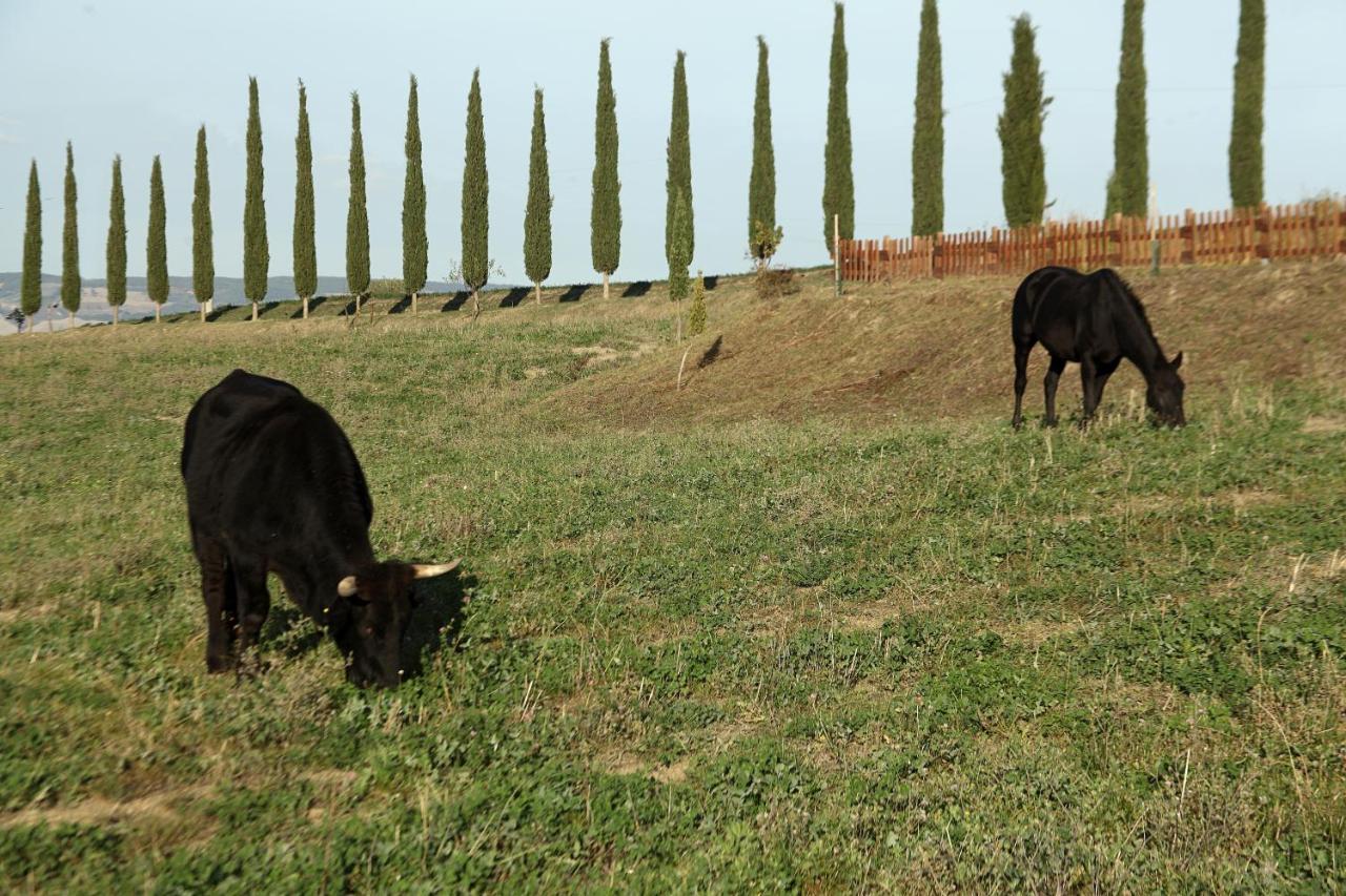 La Tana Del Bianconiglio Villa Castiglione d'Orcia Exterior photo